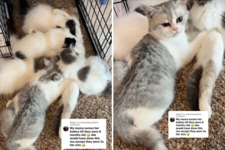 Woman Tries to Stop Male Cat Nursing From His Sister: ‘John, It’s Weird’