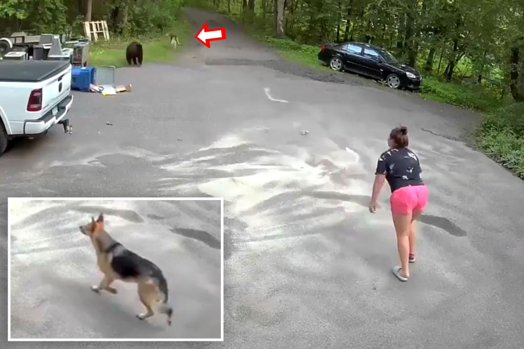 Bear chases dog and Minnesota woman in heart-pounding video: ‘Lunged at me’