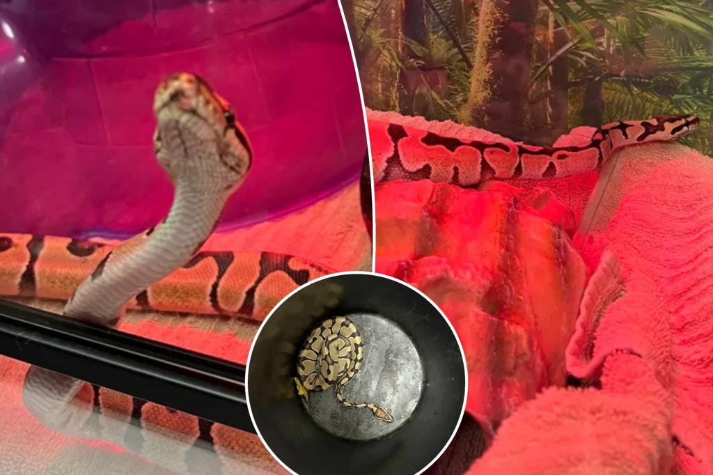 Two-foot python dubbed ‘Sir Hiss’ spotted at Diamond District store — third snake found in NYC this week: cops