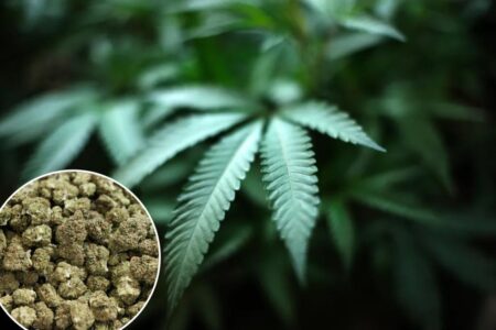 Legal cannabis industry seeks government help dealing with red tape