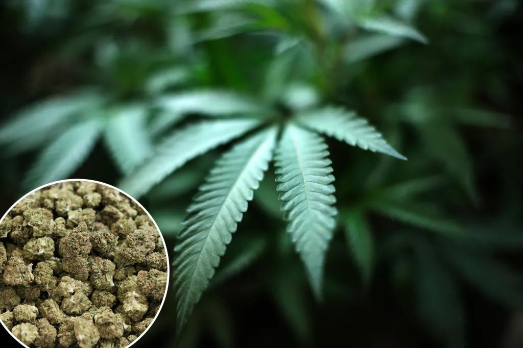 Legal cannabis industry seeks government help dealing with red tape