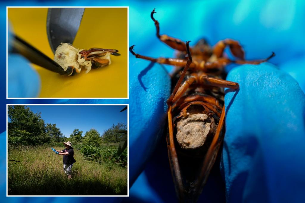 Sex-crazed zombie cicadas on speed: Scientists track a bug-controlling super-sized fungus