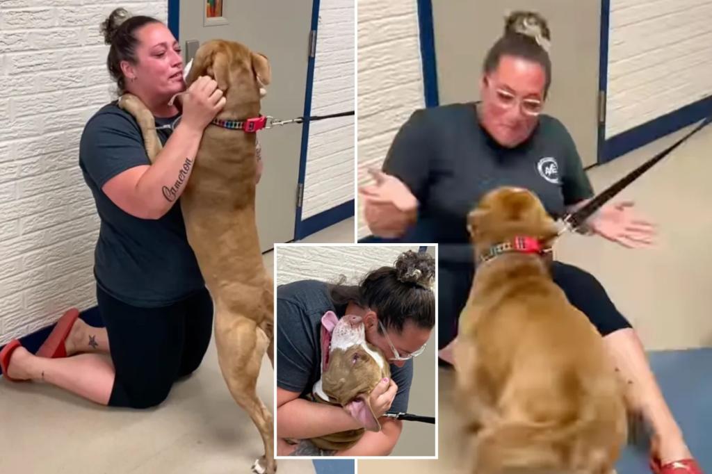 Emotional support dog reunited with owner after going missing 2 years ago: ‘I kind of lost hope’