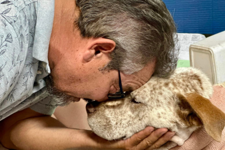 Rescue Dog Stabbed in the Neck While Protecting Family in Home Attack