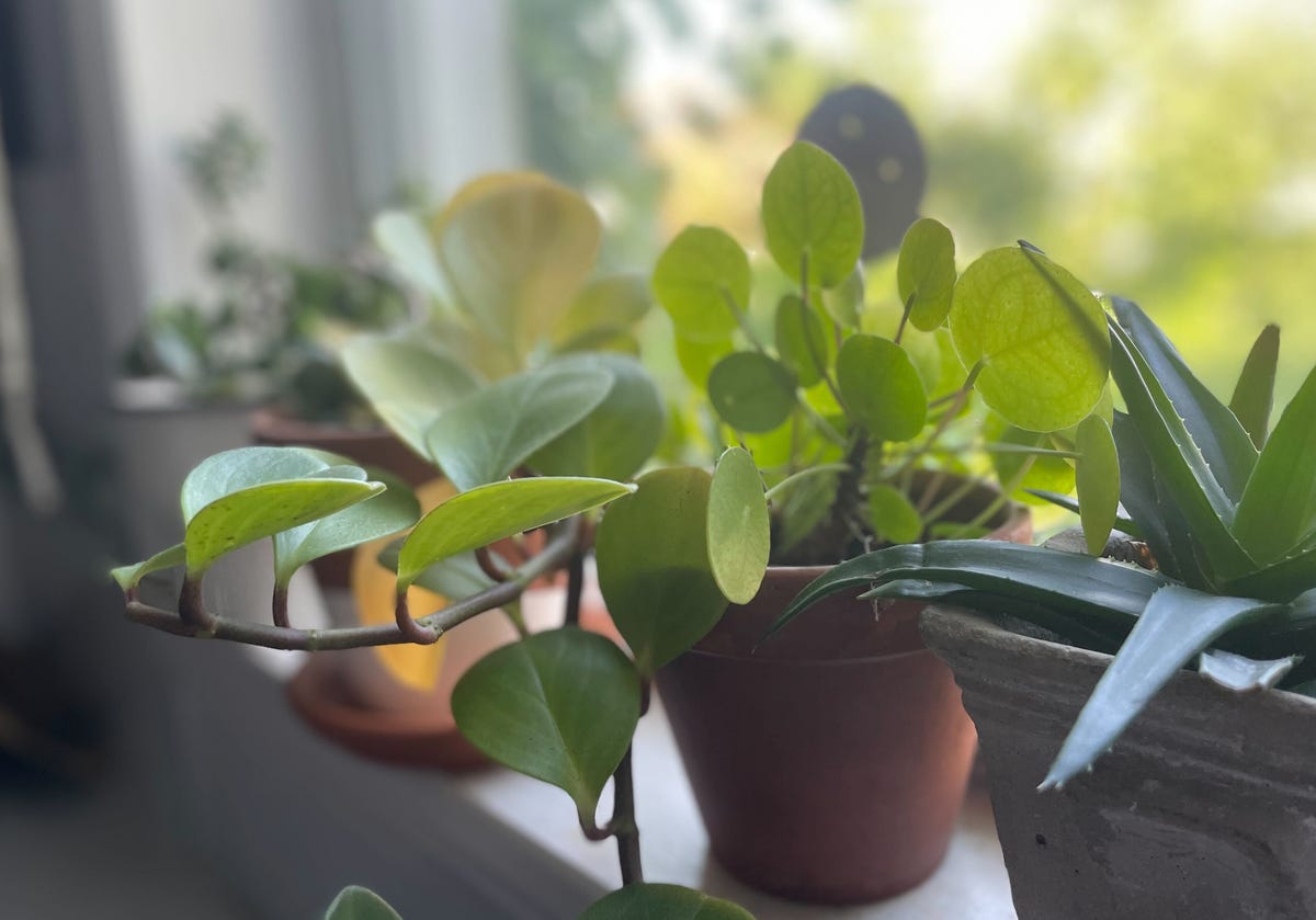 plants on windowsill
