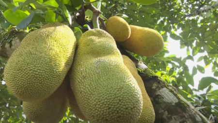 Malaysia hopes its nangchem hybrid premium fruit will prove a juicy hit with China