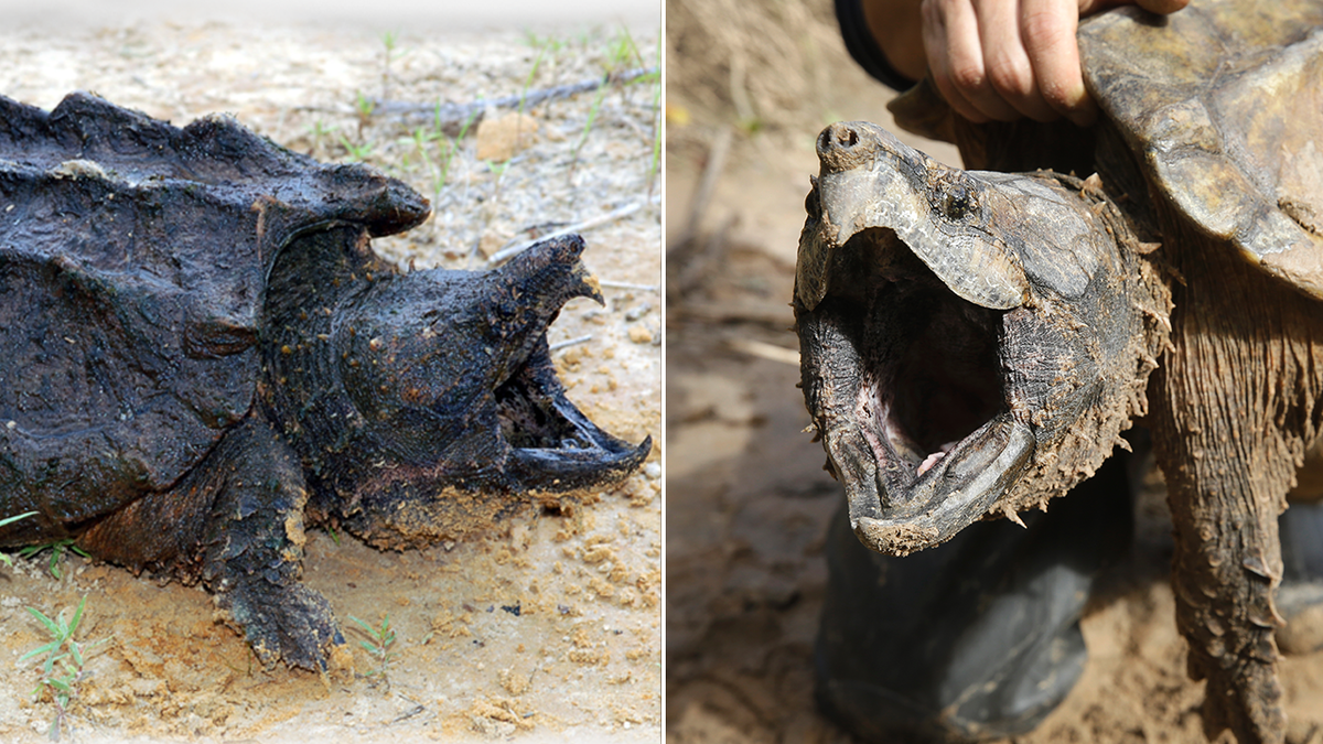snapping turtle thumb