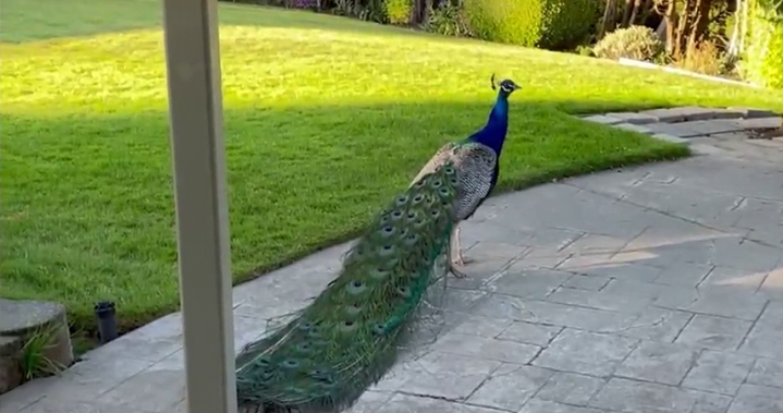 ‘Poop all over the place’: Free-roaming peacocks anger Vancouver Island neighbourhood