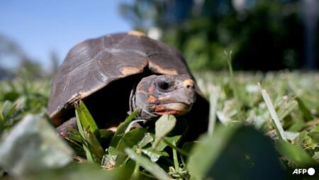 Malaysia arrests six ‘Ninja Turtle Gang’ members, seizes tortoises