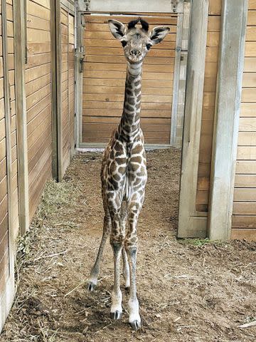 <p>Kansas City Zoo & Aquarium/Facebook</p> The Kansas City Zoo & Aquarium's new baby giraffe