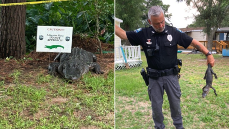 North Carolina police warn residents of ‘aggressive’ alligators amid nesting season