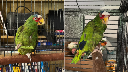 ‘Potty-mouthed’ parrot finds home in New York after hundreds apply to adopt him