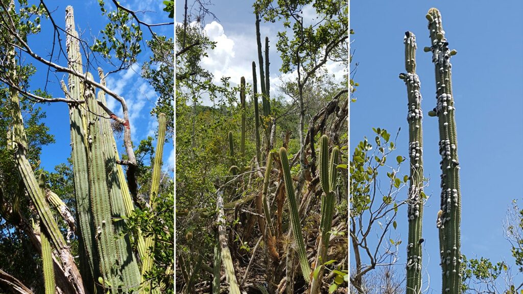 Key Largo tree cactus no longer exists in US: ‘My eyes bugged out’