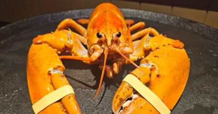 Red Lobster dishwasher rescues ‘one-in-30 million’ orange lobster