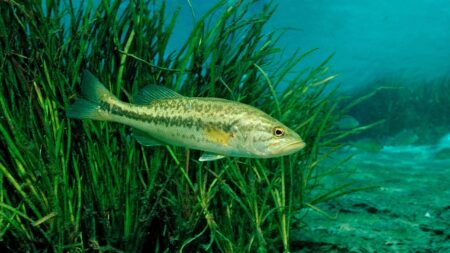 Largemouth bass now known as Florida bass, ‘a distinct species’: ‘Discovery is crucial’