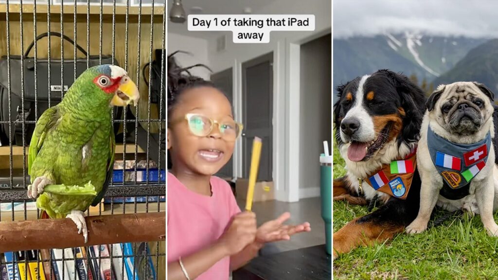 Viral headlines: Trending family stories, pet tales, food finds and more you won’t want to miss