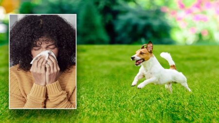 Reddit dog-allergy victim is shamed for leaving family reunion early: ‘Couldn’t take it anymore’
