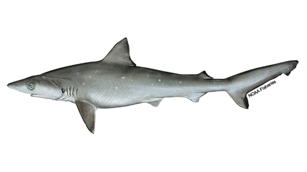 Sharks test positive for cocaine off Brazil’s coast