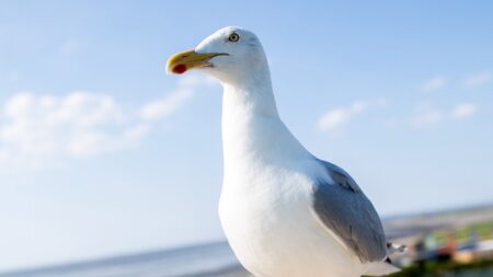 New Jersey man who ripped head off of seagull at pier sparks outrage online: ‘Horrible man’