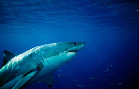 Unraveling The Movements Of White Sharks