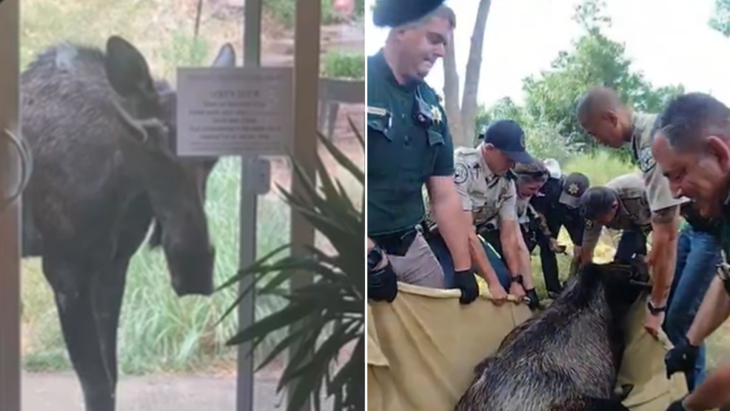 Colorado deputies remove 600-pound moose from resident’s yard