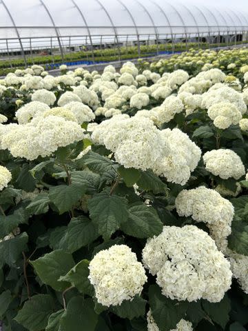 A New Hydrangea Is Coming in 2025—and It Has More Flowers Than You’ve Ever Seen