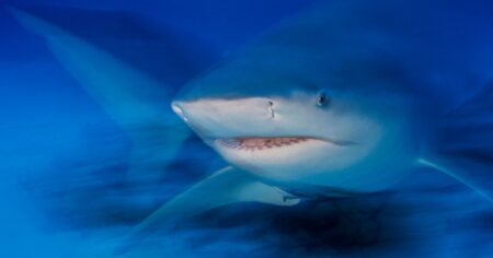Florida teen bitten by a shark during a lifeguard training camp