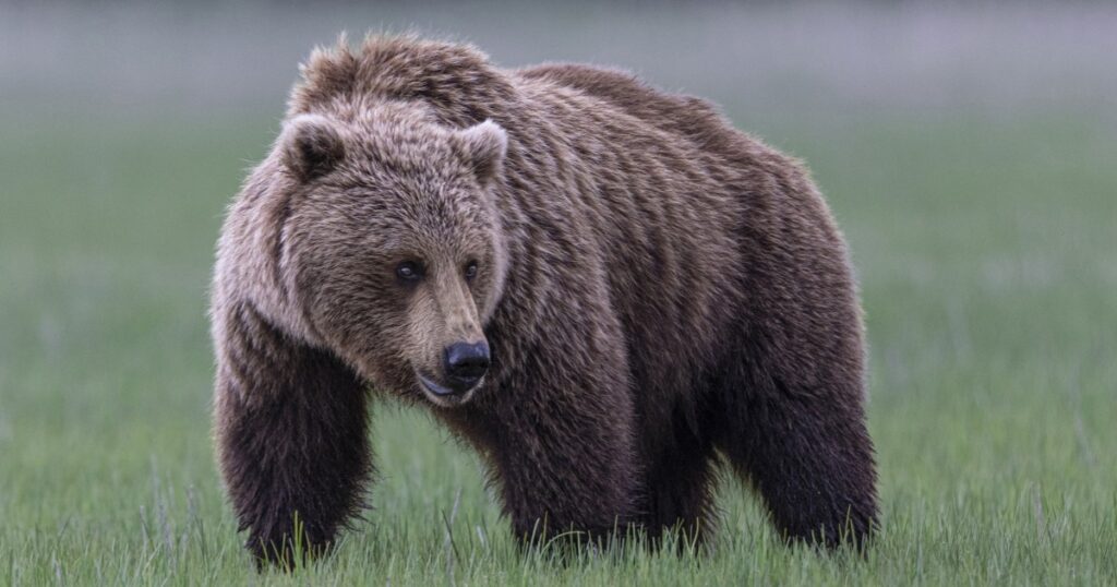 Man shot and killed grizzly bear after it attacked him in Montana