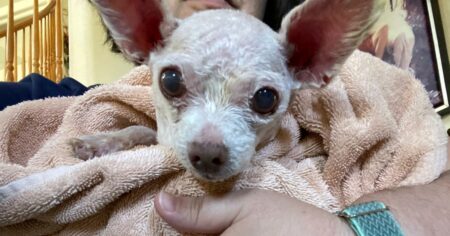 Gizmo the dog went missing in Las Vegas in 2015. He’s been found alive after 9 years