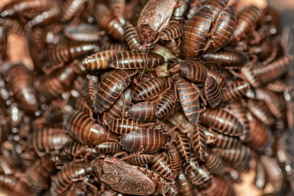 A large cluster of cockroaches huddled closely together