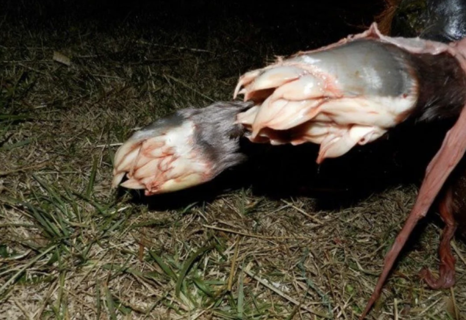 The image shows a close-up of hooves, possibly of an animal, resting on a grassy ground