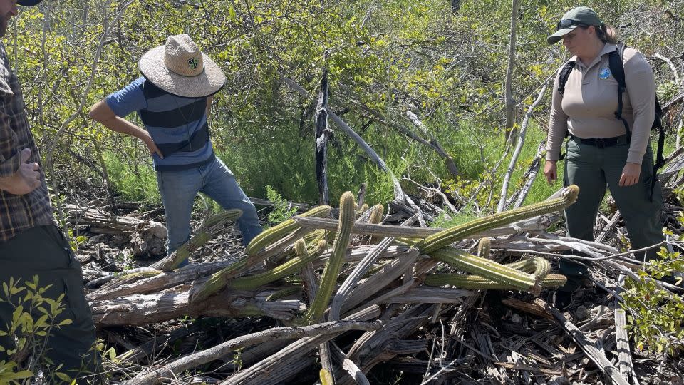 Staff from Fairchild Tropical Botanic Garden and the Florida Department of Environmental Protection removed all remaining green material in 2021 after it became clear the population was not going to survive. - Courtesy Jennifer Possley