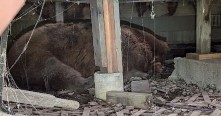 Family Hears ‘Huffing And Moaning,’ Discovers Huge Bear Under Deck