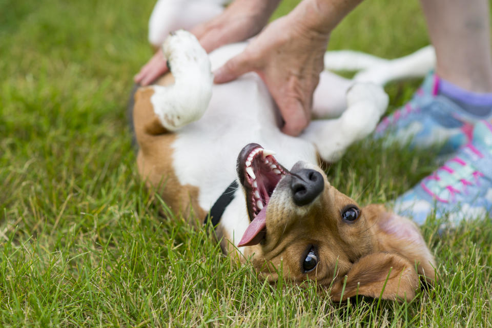 A person rubs the belly of a happy dog lying on its back on the grass. The dog looks playful and content