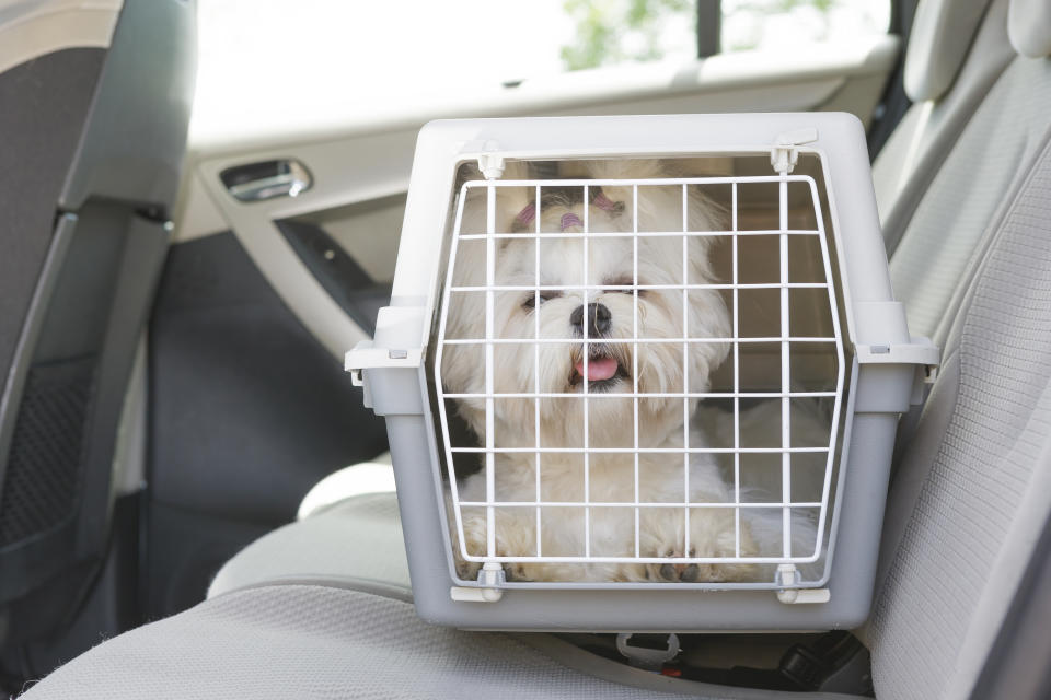 A small dog in a pet carrier sits on a car seat. The dog looks out through the carrier's mesh door with its tongue out