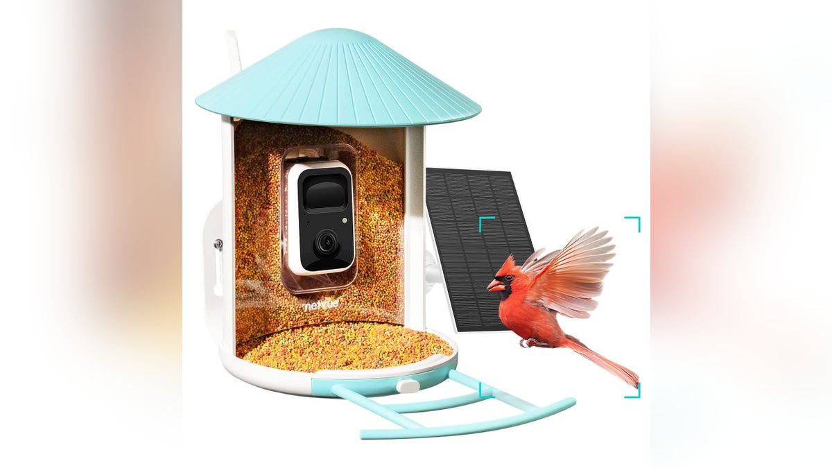 Bird watch from the comfort of your own home.