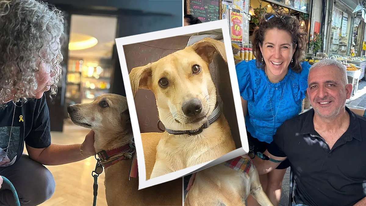 Dog in Tel Aviv, Isarel, comforts others