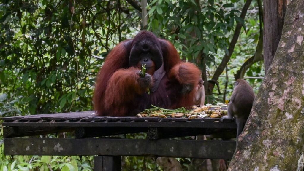 Can Malaysia conduct ‘orangutan diplomacy’ without shipping its apes abroad? Critics say there are better ideas