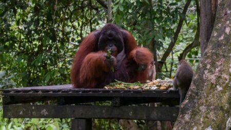 Can Malaysia conduct ‘orangutan diplomacy’ without shipping its apes abroad? Critics say there are better ideas