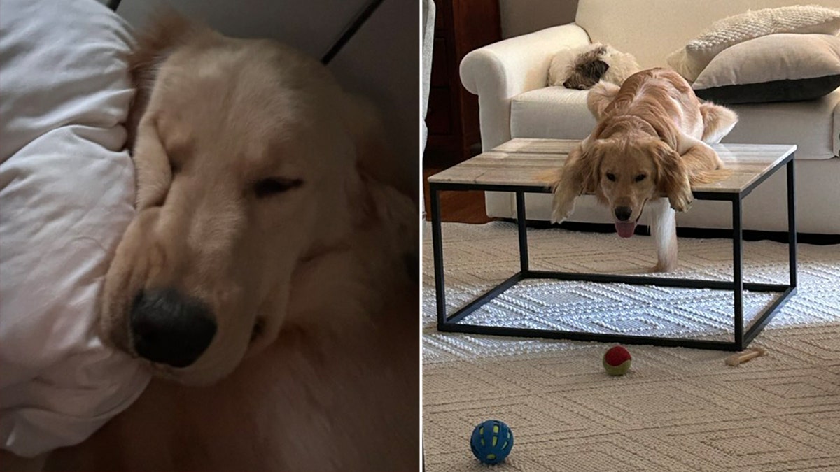 Lost golden retriever in Charleston