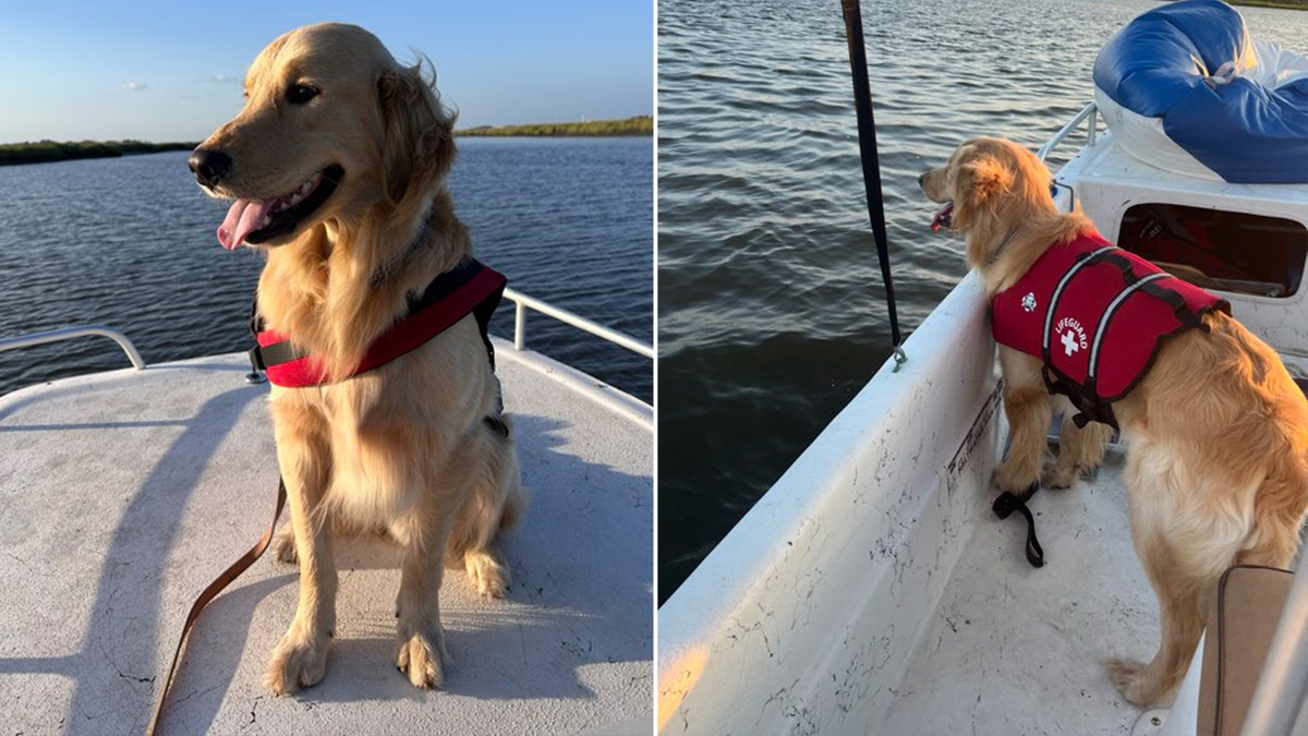 Lost golden retriever in Charleston