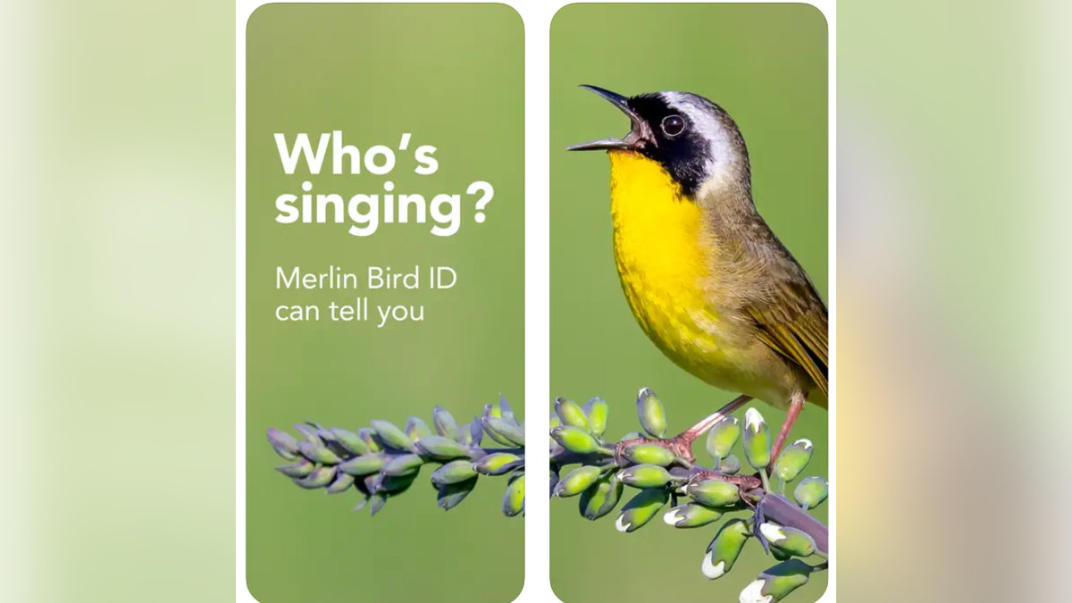 Easily identify bird calls through the Merlin app.