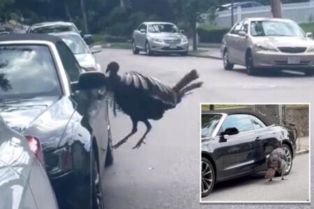 Video captures wild turkey roughing up Audi convertible: ‘My jaw was just on the floor’