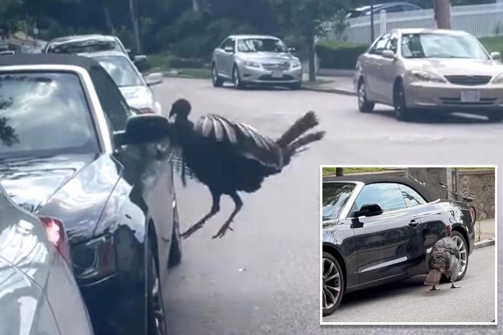 Video captures wild turkey roughing up Audi convertible: ‘My jaw was just on the floor’