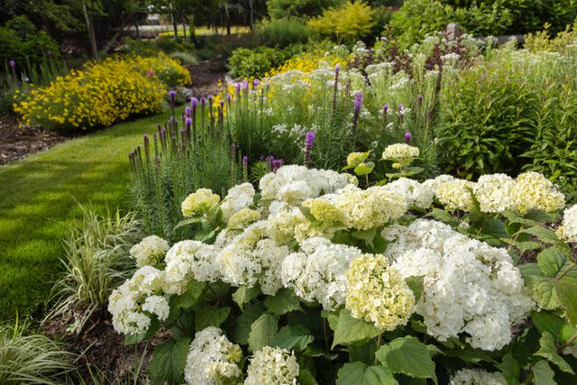 <p>First Editions® Shrubs & Trees</p>