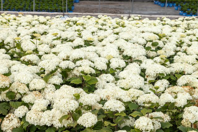 <p>First Editions® Shrubs & Trees</p>