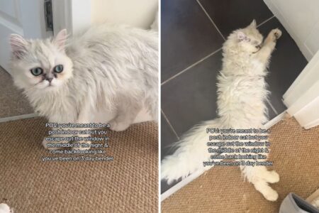 Indoor Cat Manages To Escape—Returns Looking Like She’s Been on a ‘Bender’