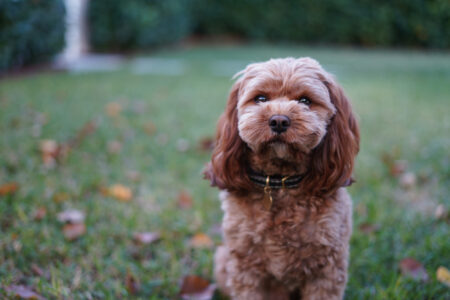 Dog Does Sweetest Thing When He Hears Owner’s Boyfriend Coming Home