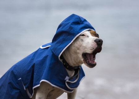 Why Rescue Dog Needs a Jacket on Rainy Days Breaks Hearts