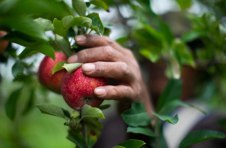 Some farms offer early apple picking.